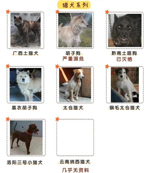 新澳门彩出码走势和中国下司犬外网爆火与中国下司犬介绍