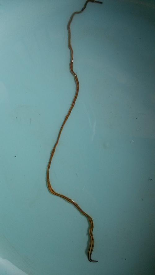 新奥今晚买什么和自来水中含活体虫与自来水中含活体虫吗