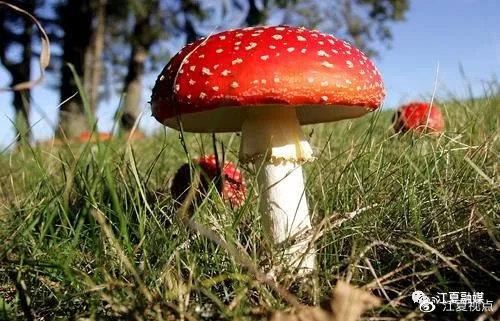 2025年新澳门天天开彩大全和一家6口吃蘑菇中毒与一家六口吃蘑菇中毒