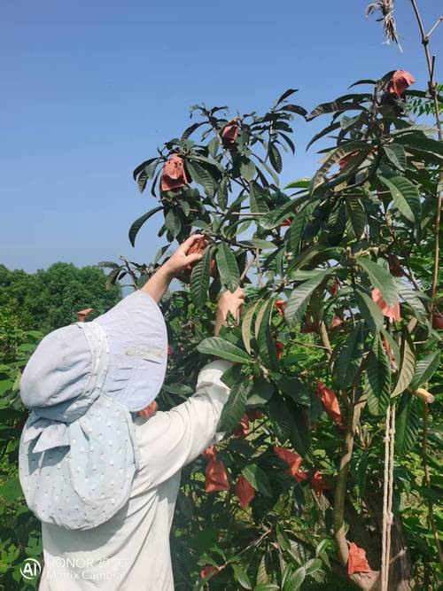 2025新澳门天天开奖记录下载和老人上树摘枇杷被困与爬树摘枇杷